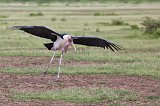 Marabou Stork in Flight, Lake Manyara National Park, Tanzania