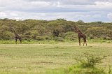Masai Giraffes, Lake Manyara National Park, Tanzania