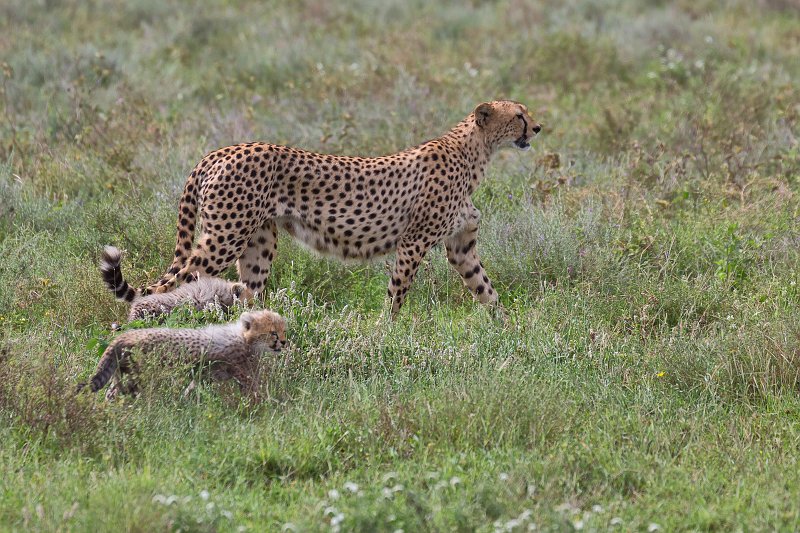 Female Tanzanian Cheetah and Cubs, Lake Ndutu Area, Tanzania | Ndutu Area - Ngorongoro Conservation Area, Tanzania (IMG_0099.jpg)