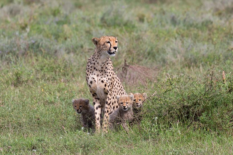 Female Tanzanian Cheetah and Cubs, Lake Ndutu Area, Tanzania | Ndutu Area - Ngorongoro Conservation Area, Tanzania (IMG_0113.jpg)