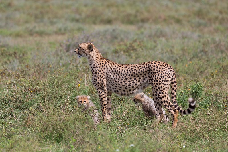 Tanzanian Cheetah and Cubs, Lake Ndutu Area, Ngorongoro Conservation Area, Tanzania | Ndutu Area - Ngorongoro Conservation Area, Tanzania (IMG_0126.jpg)