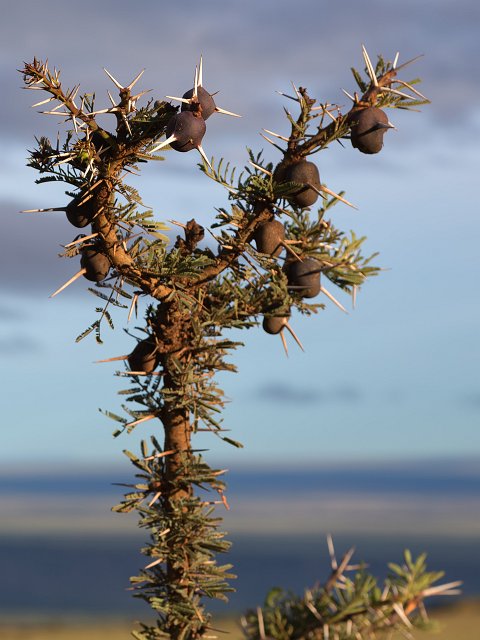 Branch of Whistling Thorn (Acacia) Tree, Lake Ndutu Area, Tanzania | Ndutu Area - Ngorongoro Conservation Area, Tanzania (IMG_9685.jpg)