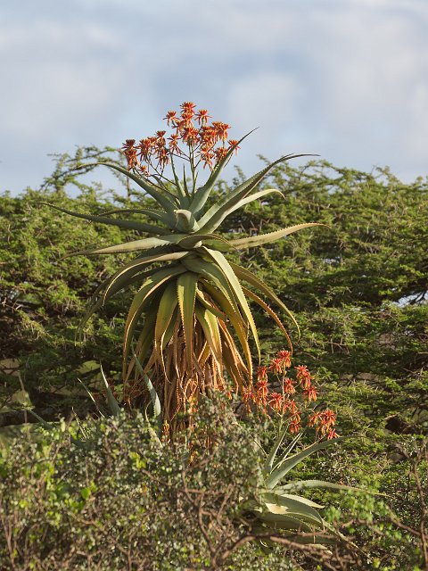Wild Aloe Vera, Lake Ndutu Area, Ngorongoro Conservation Area, Tanzania | Ndutu Area - Ngorongoro Conservation Area, Tanzania (IMG_9710.jpg)