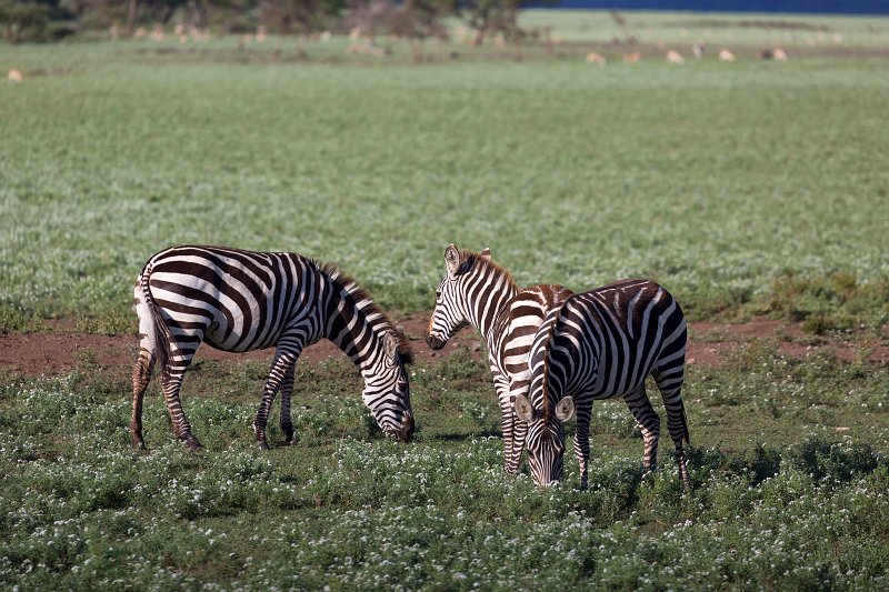 Grant's Zebras, Lake Ndutu Area, Ngorongoro Conservation Area, Tanzania | Ndutu Area - Ngorongoro Conservation Area, Tanzania (IMG_9717.jpg)
