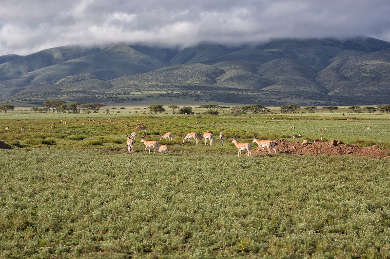 Grant's Gazelles, Lake Ndutu Area, Ngorongoro Conservation Area, Tanzania | Ndutu Area - Ngorongoro Conservation Area, Tanzania (IMG_9720.jpg)