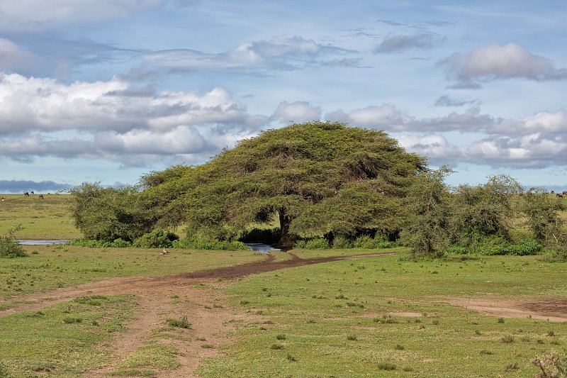 Umbrella Tree, Lake Ndutu Area, Ngorongoro Conservation Area, Tanzania | Ndutu Area - Ngorongoro Conservation Area, Tanzania (IMG_9735.jpg)