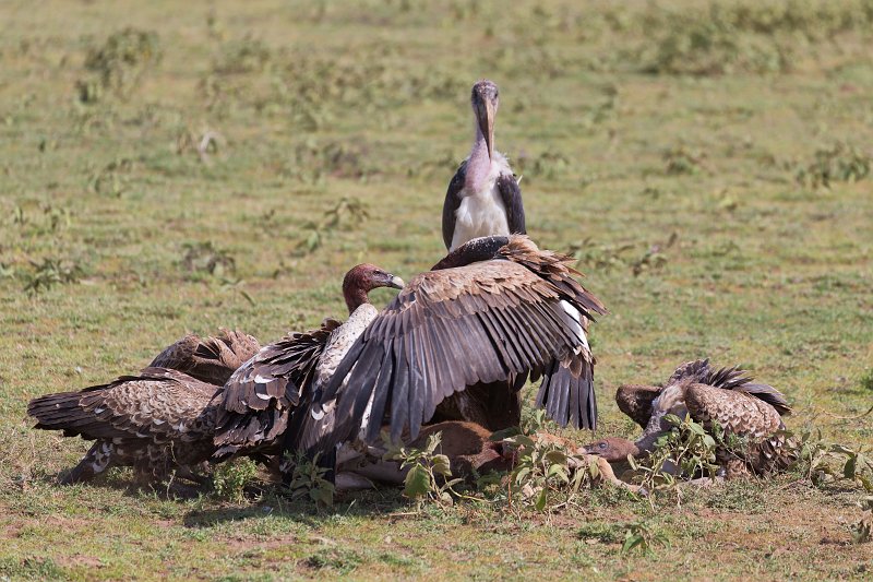 Vultures Eating the Carcass of a Wildebeest, Lake Ndutu Area, Tanzania | Ndutu Area - Ngorongoro Conservation Area, Tanzania (IMG_9741.jpg)