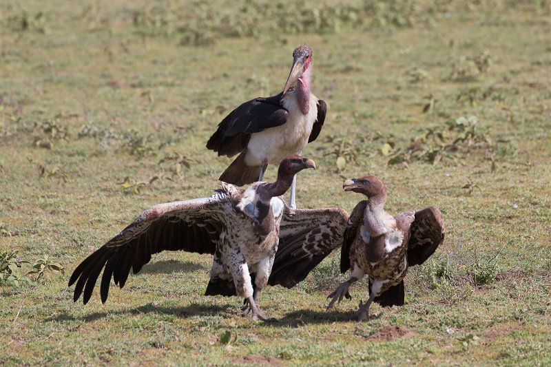 Rüppell's Vultures Fighting, Lake Ndutu Area, Ngorongoro Conservation Area, Tanzania | Ndutu Area - Ngorongoro Conservation Area, Tanzania (IMG_9758.jpg)
