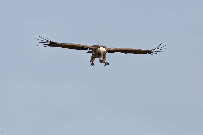 Rüppell's Vulture in Flight, Lake Ndutu Area, Ngorongoro Conservation Area, Tanzania | Ndutu Area - Ngorongoro Conservation Area, Tanzania (IMG_9782.jpg)