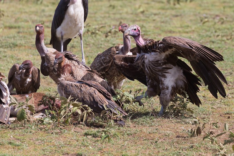 Lappet-Faced, Rüppell's and White-Backed Vultures, Lake Ndutu Area, Tanzania | Ndutu Area - Ngorongoro Conservation Area, Tanzania (IMG_9798.jpg)
