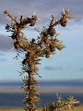 Branch of Whistling Thorn (Acacia) Tree, Lake Ndutu Area, Tanzania