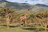 Masai Giraffe, Lake Ndutu Area, Ngorongoro Conservation Area, Tanzania