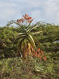 Wild Aloe Vera, Lake Ndutu Area, Ngorongoro Conservation Area, Tanzania