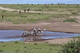 Grant's Zebras, Lake Ndutu Area, Ngorongoro Conservation Area, Tanzania