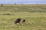 Adult and Young Wildebeests, Lake Ndutu Area, Ngorongoro Conservation Area, Tanzania