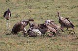 A Wake of Vultures Eating the Carcass of a Wildebeest, Lake Ndutu Area, Tanzania