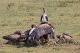 Vultures Eating the Carcass of a Wildebeest, Lake Ndutu Area, Tanzania