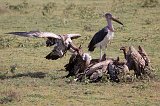 A Wake of Vultures and Marabou Stork, Lake Ndutu Area, Tanzania