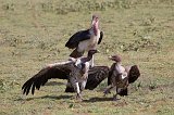 Rüppell's Vultures Fighting, Lake Ndutu Area, Ngorongoro Conservation Area, Tanzania