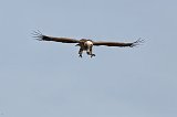 Rüppell's Vulture in Flight, Lake Ndutu Area, Ngorongoro Conservation Area, Tanzania