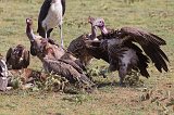 Lappet-Faced, Rüppell's and White-Backed Vultures, Lake Ndutu Area, Tanzania