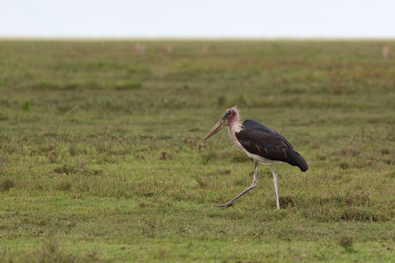 Marabou Stork, Ngorongoro Conservation Area, Tanzania | Ngorongoro Crater, Tanzania (IMG_1620.jpg)