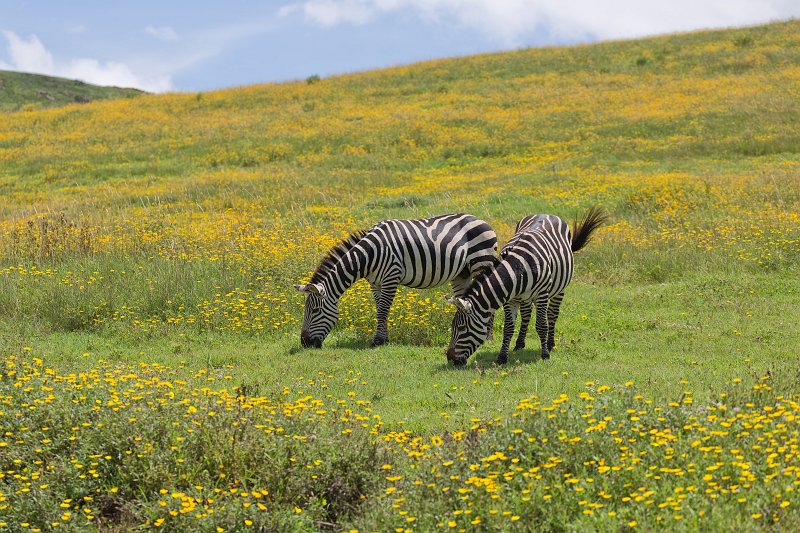 Grant's Zebras, Ngorongoro Conservation Area, Tanzania | Ngorongoro Crater, Tanzania (IMG_1647.jpg)