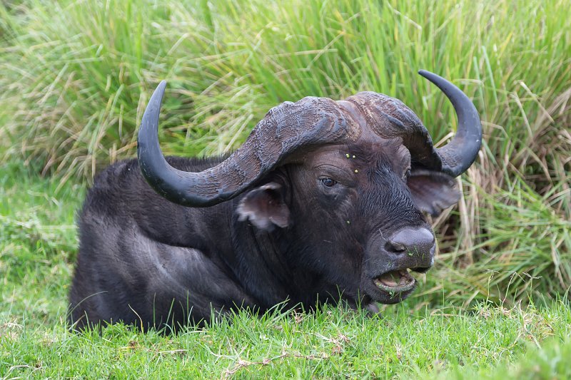 African Buffalo, Ngorongoro Conservation Area, Tanzania | Ngorongoro Crater, Tanzania (IMG_8769.jpg)