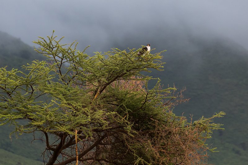 African Fish Eagle, Ngorongoro Crater, Tanzania | Ngorongoro Crater, Tanzania (IMG_8882.jpg)