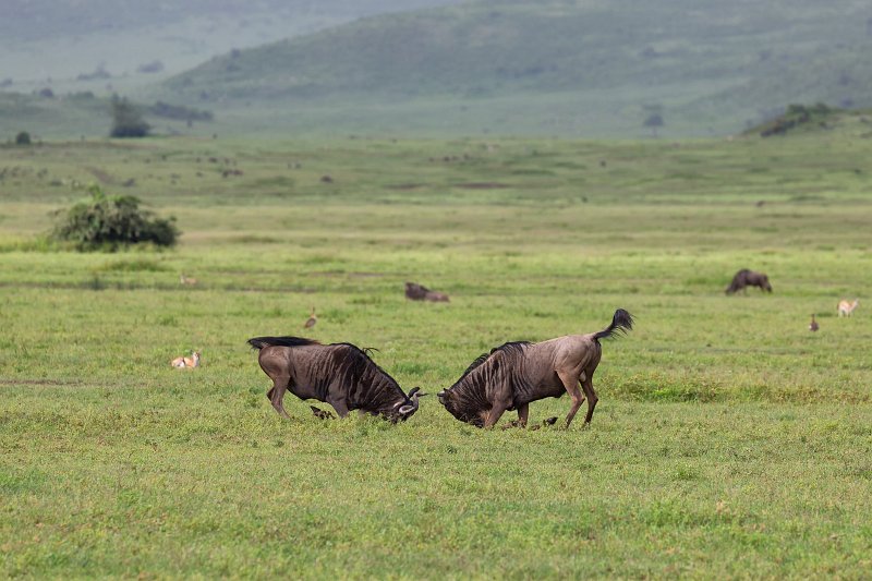 Blue Wildebeests Fighting, Ngorongoro Crater, Tanzania | Ngorongoro Crater, Tanzania (IMG_8940.jpg)