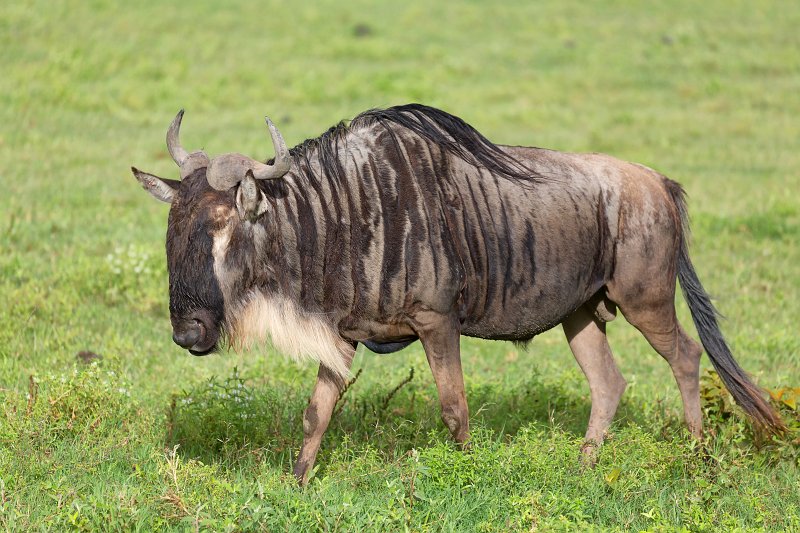 Blue Wildebeest, Ngorongoro Crater, Tanzania | Ngorongoro Crater, Tanzania (IMG_8942.jpg)