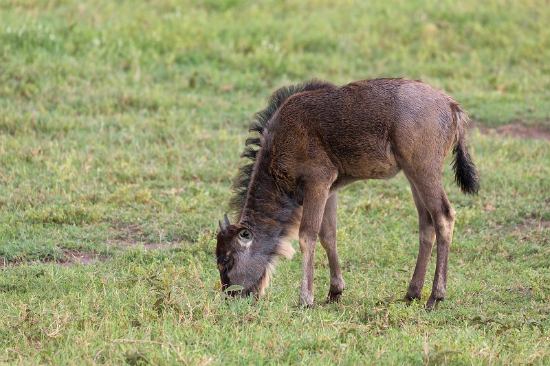 Young Wildebeest Grazing, Ngorongoro Crater, Tanzania | Ngorongoro Crater, Tanzania (IMG_8948.jpg)