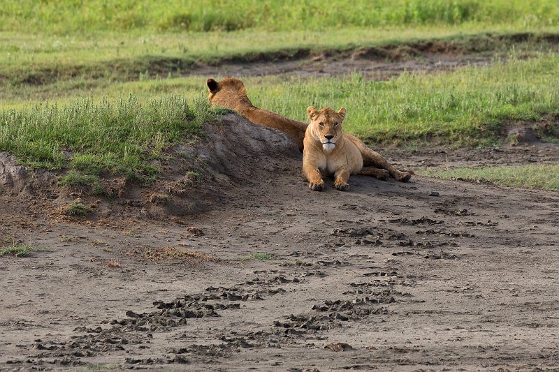 Masai Lions, Ngorongoro Crater, Tanzania | Ngorongoro Crater, Tanzania (IMG_8960.jpg)