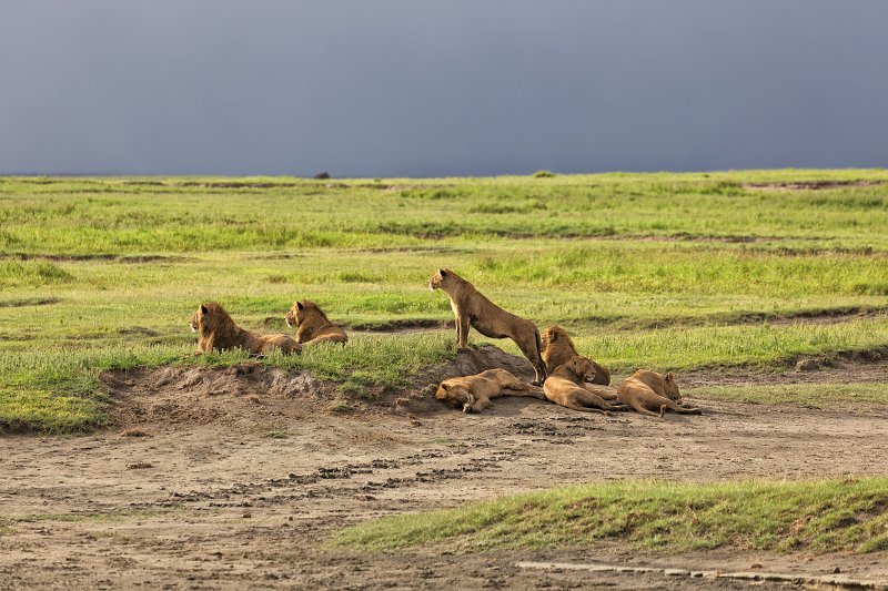 Masai Lions, Ngorongoro Crater, Tanzania | Ngorongoro Crater, Tanzania (IMG_8979.jpg)