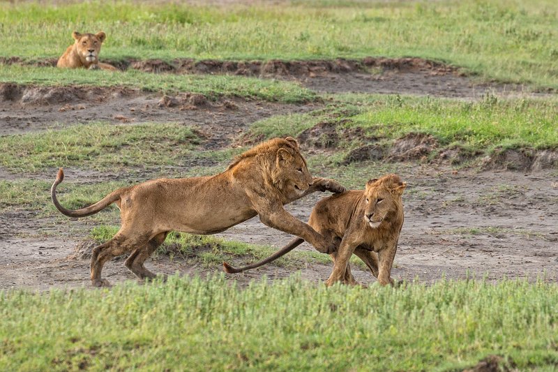 Two Masai Lions Playing, Ngorongoro Crater, Tanzania | Ngorongoro Crater, Tanzania (IMG_8987.jpg)