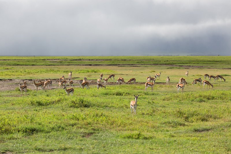 Herd of Thomson's Gazelles, Ngorongoro Crater, Tanzania | Ngorongoro Crater, Tanzania (IMG_8994.jpg)