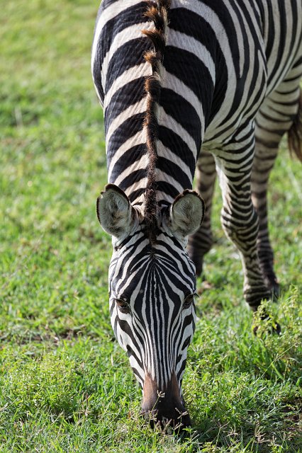 Grant's Zebra Grazing, Ngorongoro Crater, Tanzania | Ngorongoro Crater, Tanzania (IMG_9002.jpg)