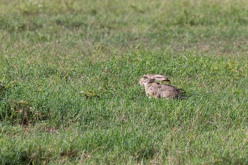 Smith's Red Rock Hare, Ngorongoro Crater, Tanzania | Ngorongoro Crater, Tanzania (IMG_9013.jpg)