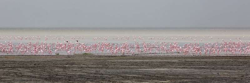 Colony of Flamingos, Ngorongoro Crater, Tanzania | Ngorongoro Crater, Tanzania (IMG_9016.jpg)