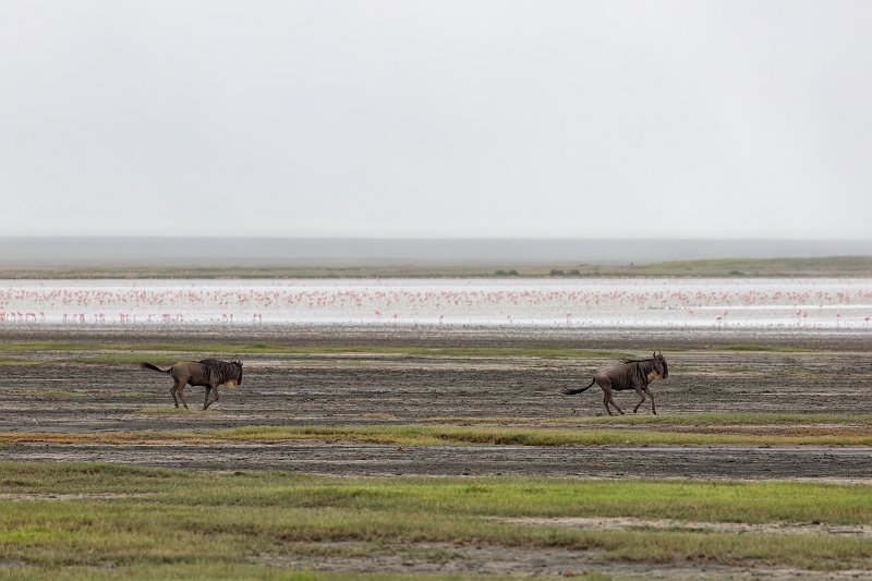 Two Wildebeests Running, Ngorongoro Crater, Tanzania | Ngorongoro Crater, Tanzania (IMG_9032.jpg)