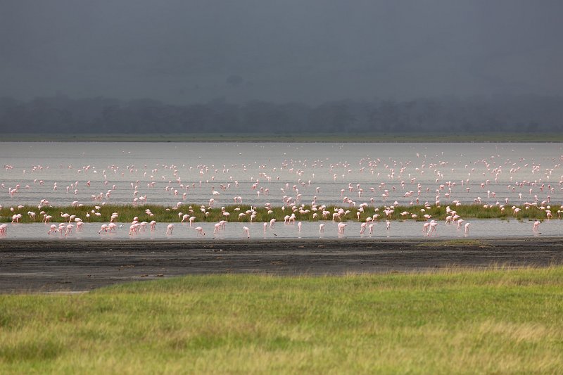 Colony of Flamingos, Ngorongoro Crater, Tanzania | Ngorongoro Crater, Tanzania (IMG_9074.jpg)