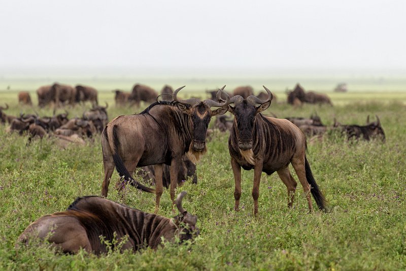Blue Wildebeests, Ngorongoro Crater, Tanzania | Ngorongoro Crater, Tanzania (IMG_9095.jpg)