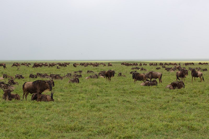 Large Herd of Blue Wildebeests, Ngorongoro Crater, Tanzania | Ngorongoro Crater, Tanzania (IMG_9106.jpg)