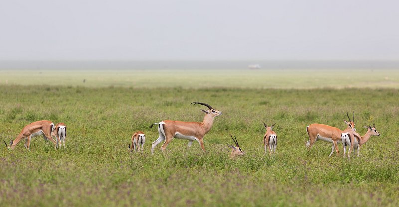 Grant's Gazelles, Ngorongoro Crater, Tanzania | Ngorongoro Crater, Tanzania (IMG_9142.jpg)