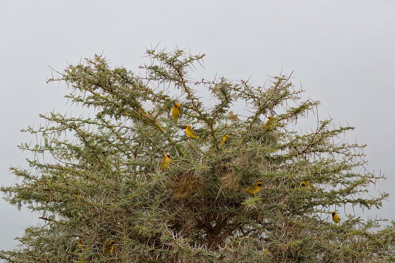 Vitelline Masked Weavers on a Tree, Ngorongoro Crater, Tanzania | Ngorongoro Crater, Tanzania (IMG_9154.jpg)