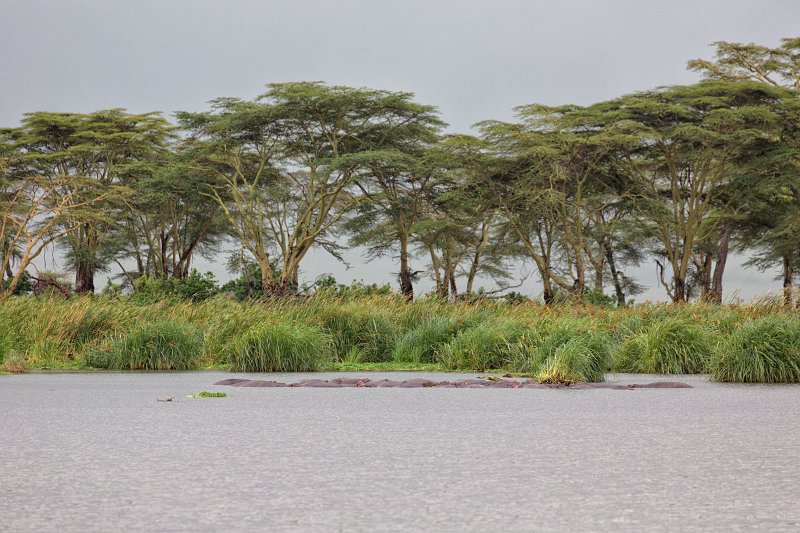 Hippo Pool, Ngorongoro Crater, Tanzania | Ngorongoro Crater, Tanzania (IMG_9208.jpg)