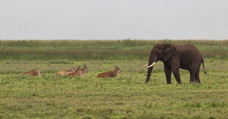 Common Elands and an African Bush Elephant, Ngorongoro Crater, Tanzania | Ngorongoro Crater, Tanzania (IMG_9266.jpg)