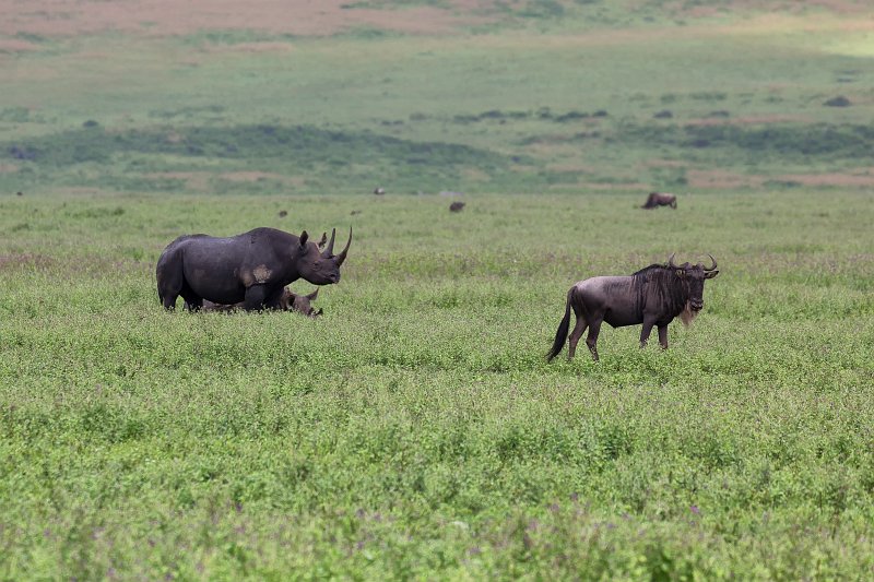Two Black Rhinos and Wildebeest, Ngorongoro Crater, Tanzania | Ngorongoro Crater, Tanzania (IMG_9277.jpg)