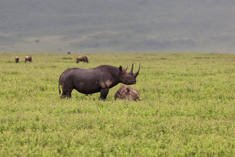 Mother and Child Black Rhinos, Ngorongoro Crater, Tanzania | Ngorongoro Crater, Tanzania (IMG_9279.jpg)