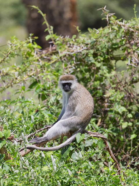 Vervet (Black-Faced) Monkey, Ngorongoro Crater, Tanzania | Ngorongoro Crater, Tanzania (IMG_9329.jpg)
